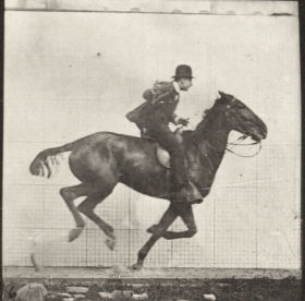 Plate 624 'Daisy' galloping, saddled — figure reference